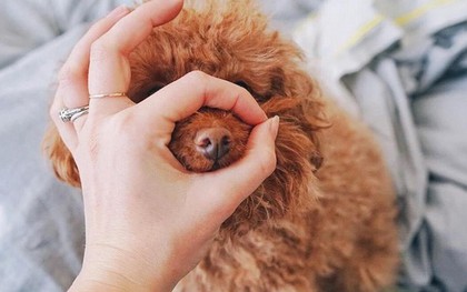 Thử thách chiếc mũi: Trò mới "cực yêu" dành riêng cho hội nuôi thú cưng đây!