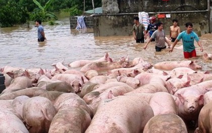 Thanh Hóa: Cứu hàng nghìn con lợn bơi trong nước lũ