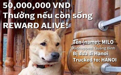 Cô chủ người Mỹ hậu tạ 50 triệu đồng cho ai tìm được chú chó cưng bị mất tích ở Quảng Bình