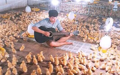Khi bạn trót yêu đàn guitar mà số phận lại bắt đi chăn vịt thì đây là kết quả