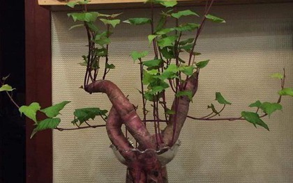 Khi bạn đam mê bonsai nhưng kinh tế và thời gian eo hẹp thì trồng khoai là lựa chọn không tồi