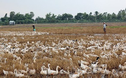 Hy hữu nướng thịt vịt ăn trưa làm cháy rụi 25 công lúa