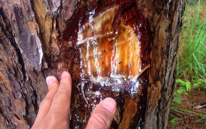 Lâm Đồng: Hơn 70 cây thông 3 lá tự nhiên bị ken gốc đổ hóa chất