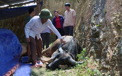 Nghệ An: Người dân miền núi xót xa khi trâu bò chết như ngả rạ vì dịch tụ huyết trùng