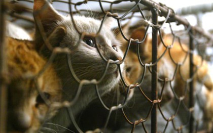 Hành vi giết thịt chó, mèo trên thế giới: Bị ngồi tù, phạt tiền hàng trăm triệu đồng