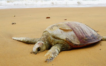 Khoa học Mỹ phát báo động khẩn: Hơn 60% loài rùa trên hành tinh sắp bị tuyệt chủng