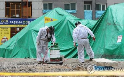 Phát hiện ổ kiến lửa đỏ có thể gây chết người ở Hàn Quốc