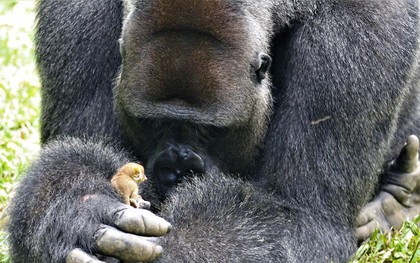 Tan chảy với tình bạn kì lạ nơi hoang dã của chú Gorilla khổng lồ và người bạn tí hon