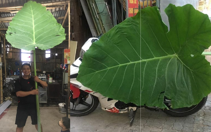 Nam Định: Phát hiện cây dọc mùng khổng lồ cao chạm trần nhà, lá che kín cả một chiếc Exciter