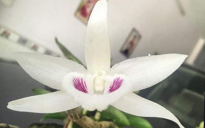 Câu lạc bộ hoa lan đột biến sông Hàn trưng bày gốc lan được mua với giá gần 7 tỉ đồng
