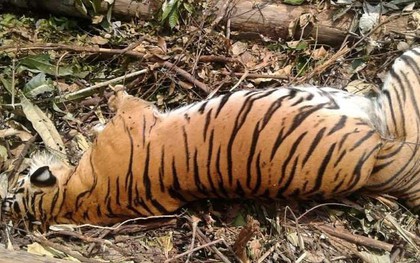 Một trong những con hổ hiếm nhất thế giới đã thiệt mạng, nhưng đó là hậu quả của nghịch lý mà con người chưa thể giải quyết