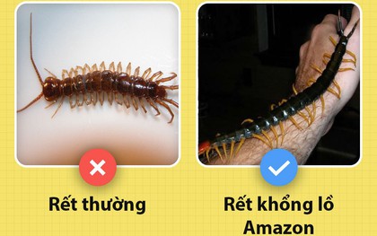 Xin chào! Tôi là rết khổng lồ và đây là những sự thật chưa từng có ai biết về tôi