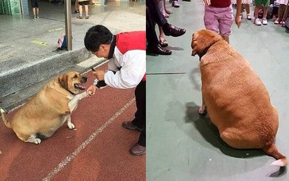 Được cưng chiều rồi cho ăn liên tục, chú chó gác cổng trường bỗng hóa "lợn", bị buộc ăn kiêng để giảm cân