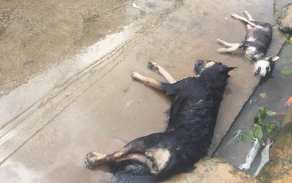 Hình ảnh hàng chục chú chó của cả xóm bị kẻ xấu đánh bả chết trong đêm khiến nhiều người phẫn nộ