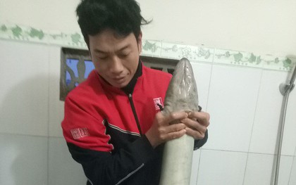 Người dân xứ Nghệ bắt được cá lệch “khủng” dài 1,6m, nặng gần 10kg trong ngày đầu năm mới