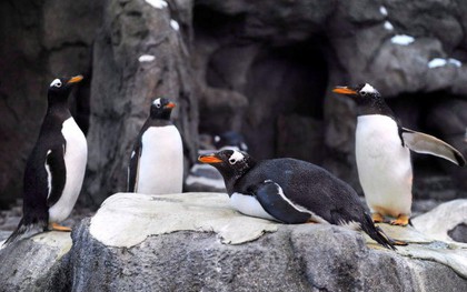 Hết cá mập đóng băng, chim cánh cụt Canada cũng "rủ nhau" bỏ đi chỗ khác sưởi ấm vì thời tiết lạnh giá