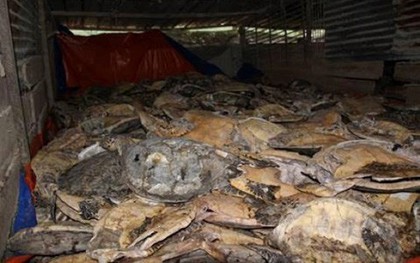 Nha Trang: Mở lại phiên toà xét xử vụ buôn bán rùa biển lớn nhất trong lịch sử