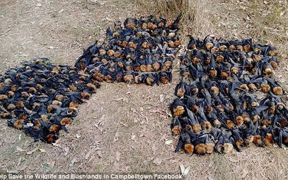 Thời tiết nắng nóng kỷ lục ở Úc, hàng nghìn con dơi chết vì sốc nhiệt, phơi đầy dưới gốc cây