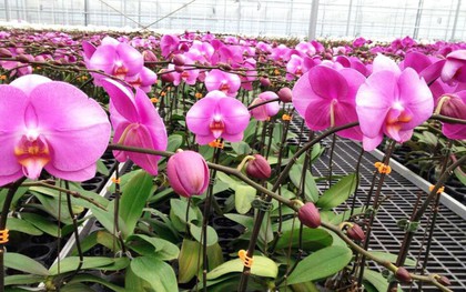 Lao đao vì hoa lan nở trước Tết cả tháng