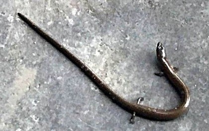 Xôn xao "rắn" có 4 chân bò vào quán cơm ở Huế