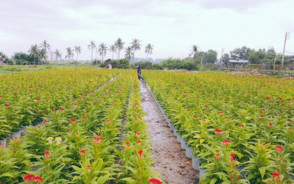 Chùm ảnh: Cánh đồng hoa lớn nhất Sài Gòn bắt đầu chớm nụ chào Tết, chủ vườn phải thuê cả chục người trông