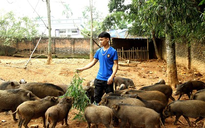 18 tuổi bỏ Đại học, về nhà nuôi lợn rừng kiếm 250 triệu đồng/năm