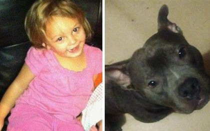 Mua chó Pit Bull về cho con gái làm bạn, người cha không ngờ rằng 5 ngày sau thảm kịch xảy đến với gia đình
