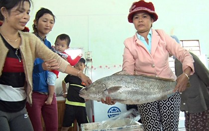 Xôn xao chuyện người dân Quảng Nam liên tiếp bắt được cá lạ, nghi cá Sủ Vàng cực quý hiếm