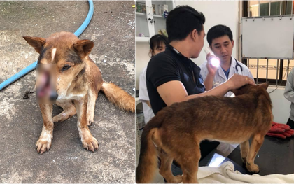 Vợ chồng trẻ ở Sài Gòn vượt cả trăm km, đưa chú chó bị chém đứt đôi mặt đi chữa trị