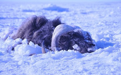 Bão tuyết cực mạnh tràn qua, 52 con bò xạ hương vốn "thống trị" vùng băng giá cũng bị chôn sống, đóng băng đầy đau đớn