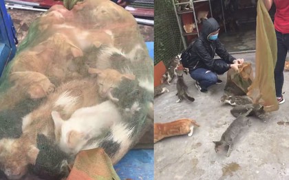 Người phụ nữ chi gần 20 triệu đồng cứu 130 chú mèo ra khỏi lò mổ ở Sài Gòn