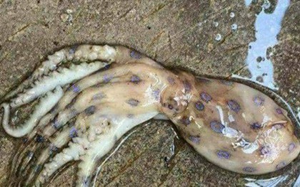 Không có chuyện xuất hiện loài mực gây chết người ở Phú Quốc