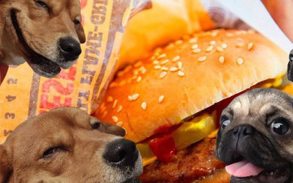 Twitter của Burger King đăng toàn thứ ngớ ngẩn trong nhiều giờ, nghi là chiêu trò quảng cáo đồ ăn cho chó