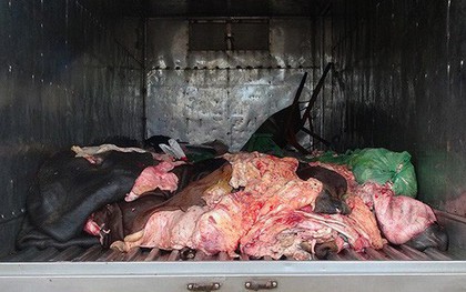 Hơn 1,4 tấn da, mỡ động vật bốc mùi trên xe tải bị tóm ở Bình Phước