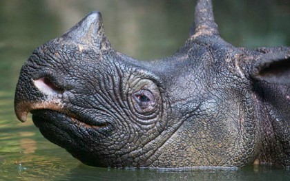 Tê giác một sừng có nguy cơ bị 'xóa sổ' sau thảm họa sóng thần tại Indonesia
