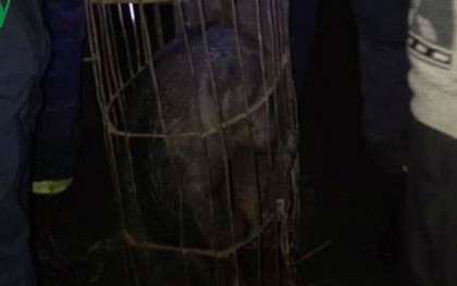 Bắc Kạn: Lợn rừng lai sổng chuồng tấn công người gây náo loạn