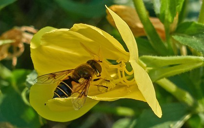 Phát hiện đầy bất ngờ: Hoa cũng biết nghe ngóng, chọn lọc các loài ong rồi tự khiến mật ngọt hơn