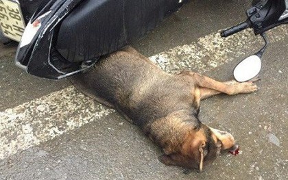 Hà Tĩnh: Chó "điên" làm náo loạn cả khu chợ trung tâm thương mại thị trấn, cắn bị thương hàng chục người