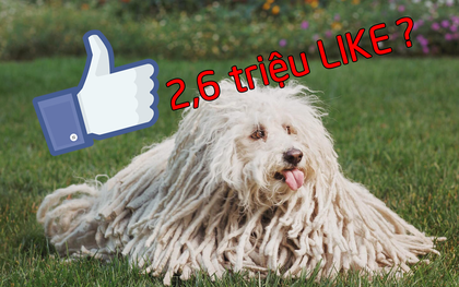 Facebook này kiếm 2 triệu Like chỉ nhờ vài ảnh "chổi lau nhà" mỗi năm, lý do đằng sau chẳng ai ngờ tới được