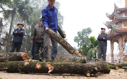 Ảnh: Cận cảnh chặt hạ cây sưa trăm tỷ có tuổi đời trên 130 năm ở Hà Nội