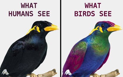 Bạn sẽ bất ngờ khi biết thế giới trông ra sao khi được nhìn bằng đôi mắt của loài chim
