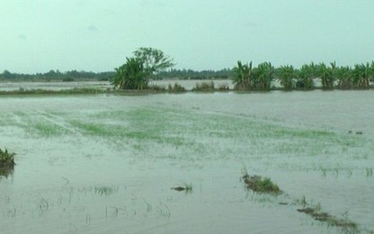 Bão số 1 gây mưa lớn, hàng nghìn ha lúa ở Bạc Liêu bị thiệt hại