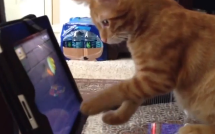 Xem "boss" mèo cưng cào nát mặt iPad, cư dân mạng lòi đuôi thiếu kiến thức trầm trọng về đồ Apple