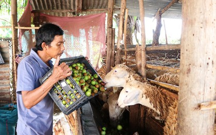 Nông dân Ninh Thuận rớt nước mắt nhìn hàng tấn táo đổ bỏ cho dê, cừu ăn