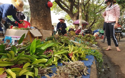Chợ lan rừng nhộn nhịp "đón Tết", người dân đổ xô tận diệt loài hoa quý