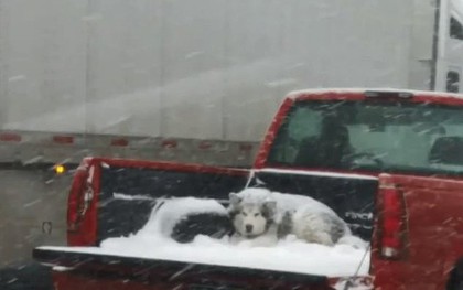 Hình ảnh tài xế vô tâm để một chú chó nằm bên ngoài thùng xe giữa mưa tuyết khiến cộng đồng mạng phẫn nộ