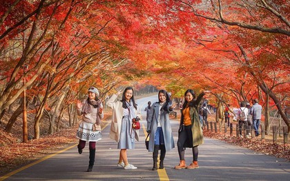 Đi Hàn Quốc mùa thu mà không ngắm lá đỏ thì uổng phí cả thanh xuân, lên lịch để hốt hình sống ảo liền nè!