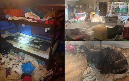 Cặp vợ chồng để 3 con nhỏ sống trong căn nhà ngập ngụa rác và chất thải của 245 con vật, đến cảnh sát cũng phải ngán ngẩm