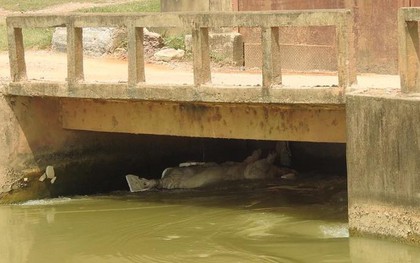 Nghệ An: Dịch tả lợn châu Phi lan khắp nơi, người dân vứt lợn chết trên sông