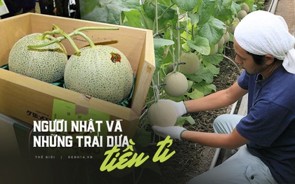 Câu chuyện đằng sau những trái dưa tiền tỉ của Nhật Bản: Căn nguyên từ tình yêu bất diệt của người trồng cây